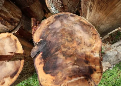 Gallery Koa wood logs